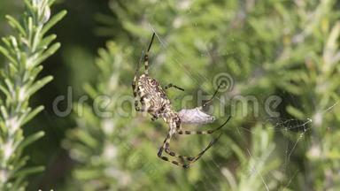 蜘蛛ArgiopeLobata抓住蝴蝶吃了它，第七部分。 蜘蛛开始吸虫